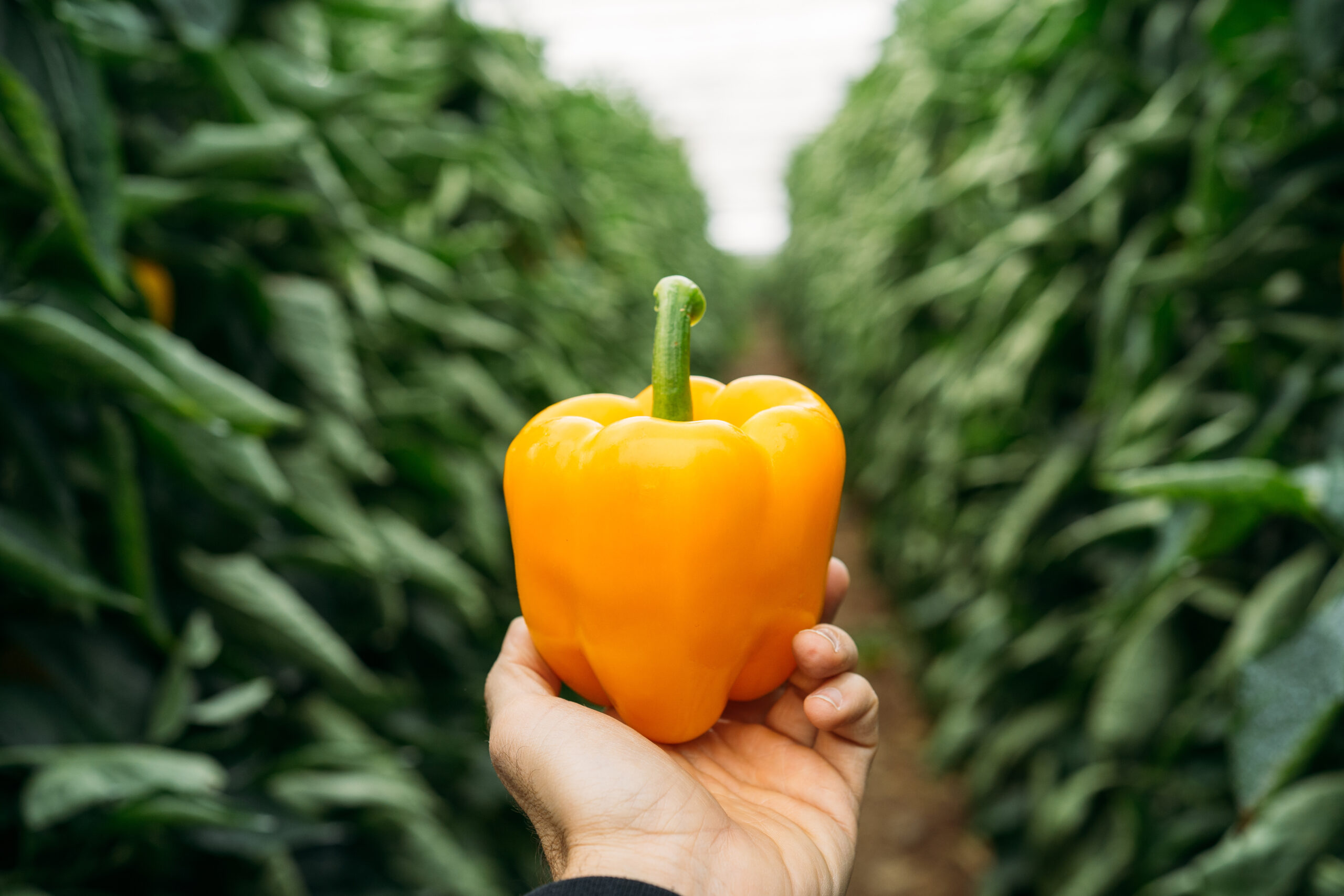 Contact Us Greenhouse Delight Foods