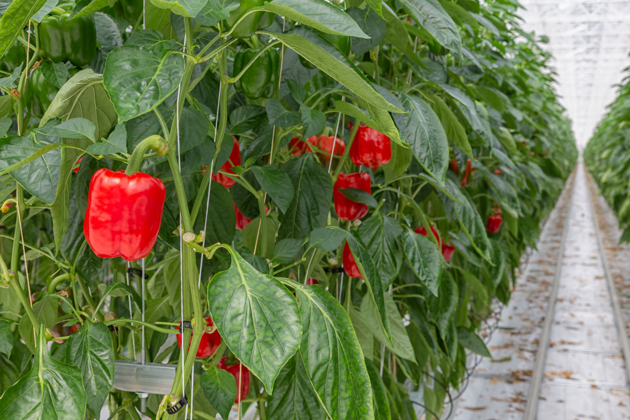 Greenhouse Delight Foods Your Trusted Partner for Sweet Bell Peppers