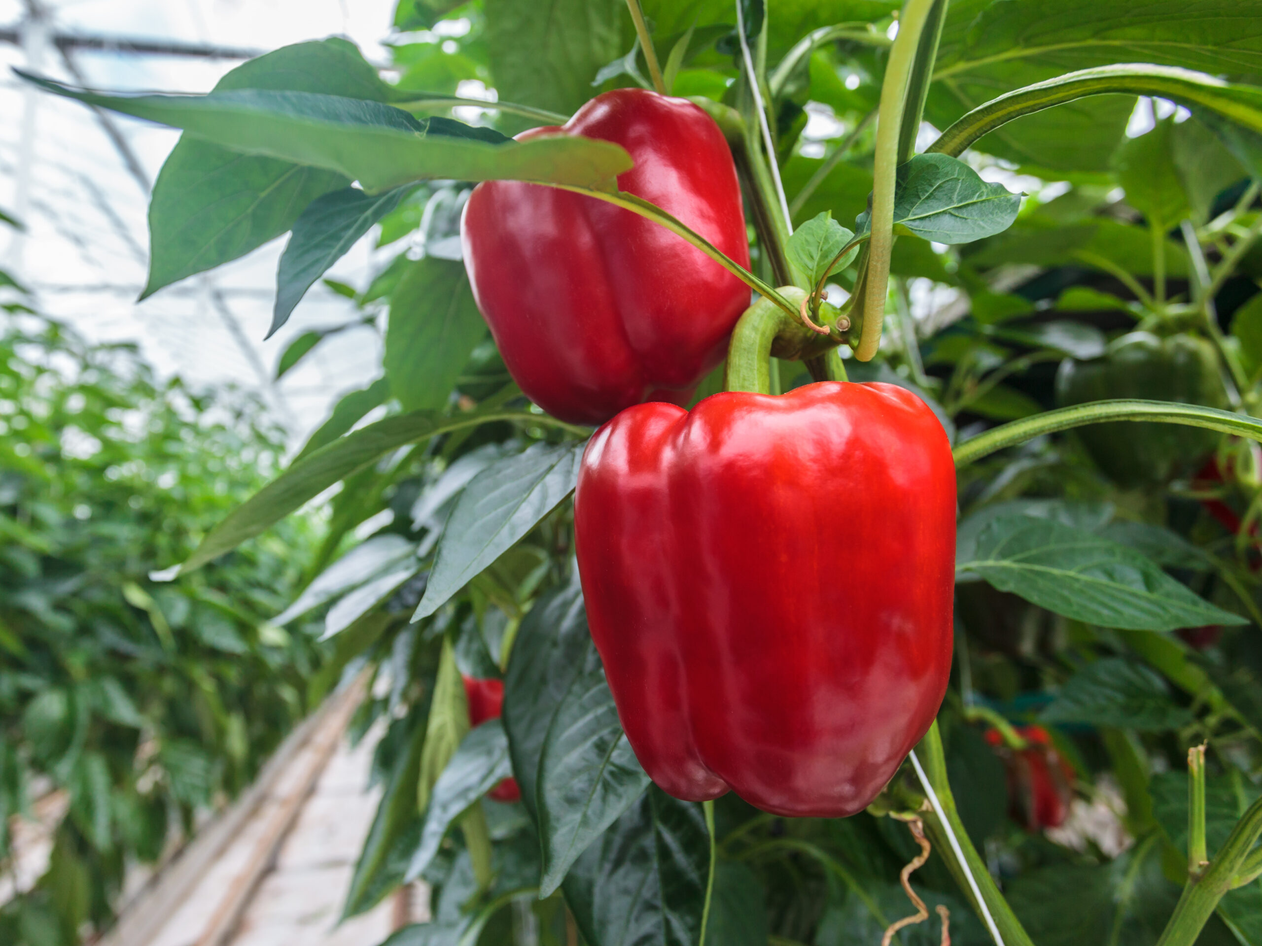 Greenhouse Delight Foods Your Trusted Partner for Sweet Bell Peppers