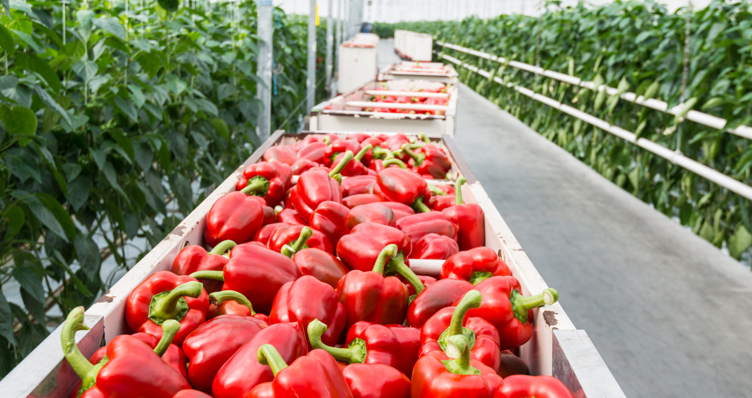 Greenhouse Delight Foods Your Trusted Partner for Sweet Bell Peppers
