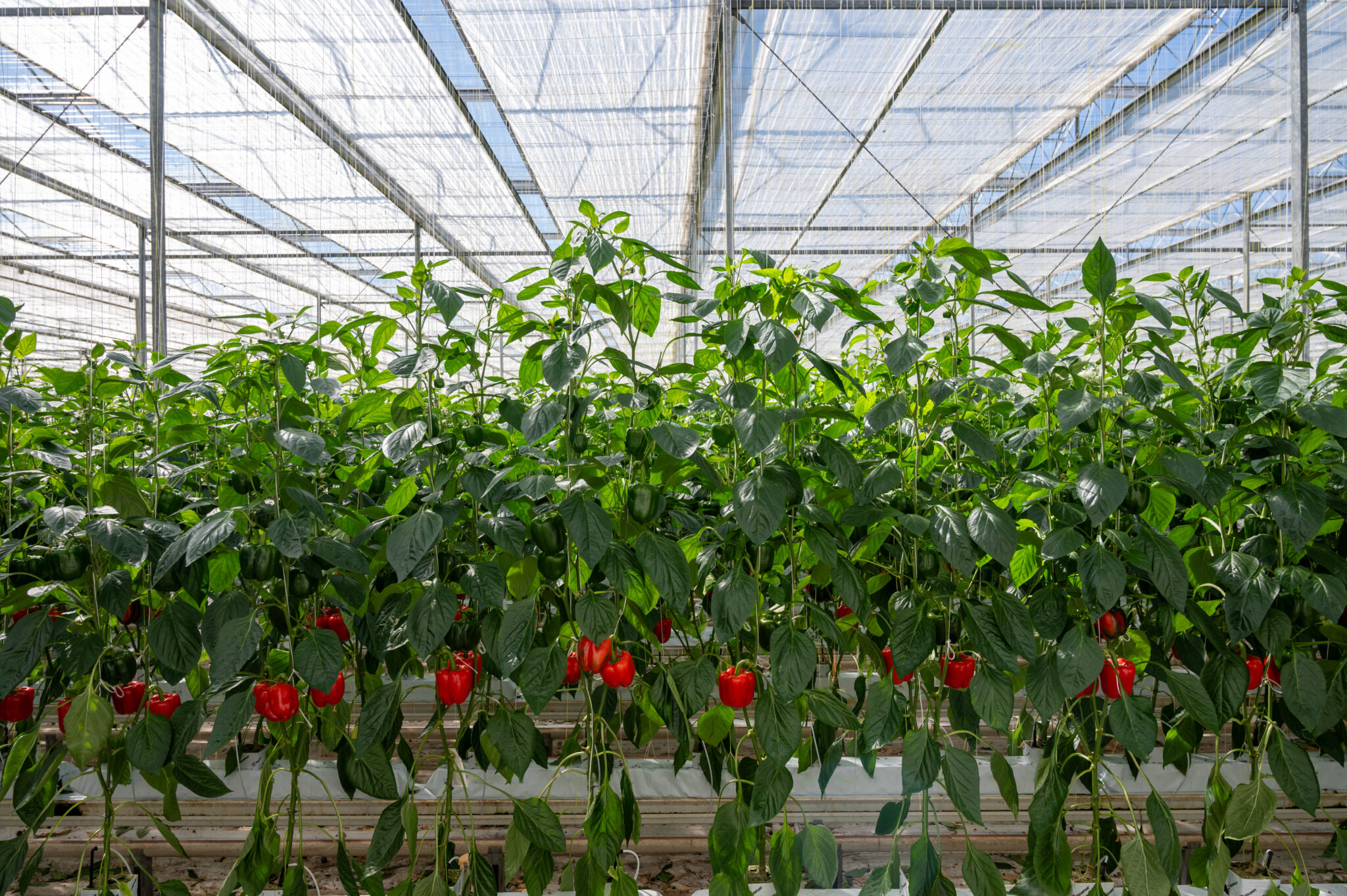 How We Grow Greenhouse Delight Foods