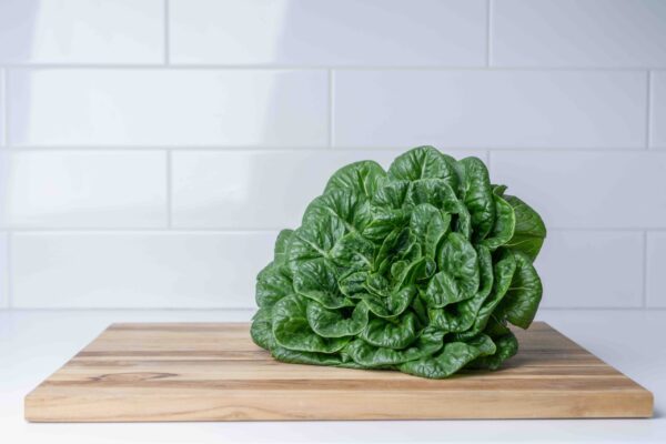 Roma Romaine - 12 Count (Case)