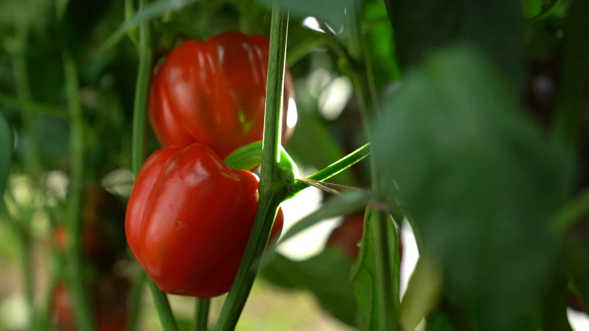 Greenhouse Delight Foods Your Trusted Partner for Sweet Bell Peppers